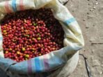Kopi Siap Panen Raib Digondol Pencuri, Petani Bener Meriah Meradang