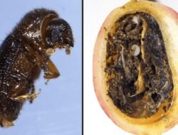 Musim Panen Kopi Gayo Diterpa Hama PBKo, Petani Merugi