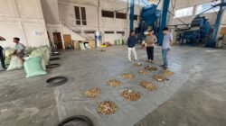 Petani Kopi Gayo Sumringah, Pengusaha Tiongkok Borong Gabah dengan Harga Premium