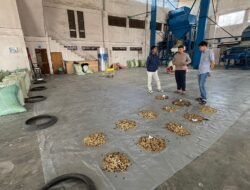 Petani Kopi Gayo Sumringah, Pengusaha Tiongkok Borong Gabah dengan Harga Premium