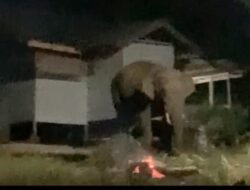 Gajah Datang ke Sekolah: Warga Pantan Sinaku Hidup dalam Cemas