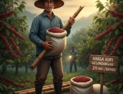 Harga Kopi Gelondongan Melonjak: Tembus Rp24 Ribu Per Bambu