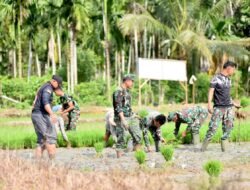 TMMD Ke-127 Dorong Produktivitas Pertanian, TNI Perkuat Ketahanan Pangan Desa 