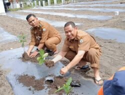 Inovasi Kreatif, Pekarangan Camat Bukit Disulap Jadi Kebun Kopi