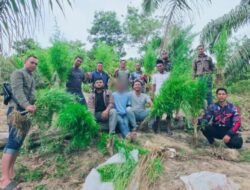 Polres Langsa Amankan Ladang Ganja Siap Panen