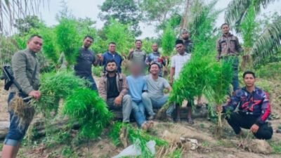 Polres Langsa Amankan Ladang Ganja Siap Panen